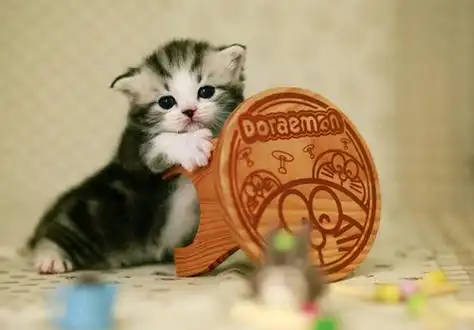 迷你猫可爱图片茶杯猫咪萌翻天