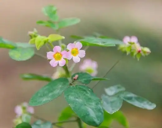 酢浆草科_牻牛儿苗目_蔷薇亚纲_双子叶植物纲_被子植物门_植物界_真核