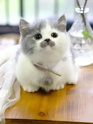 家养矮脚猫是种什么体验网友每天都被它萌到醒