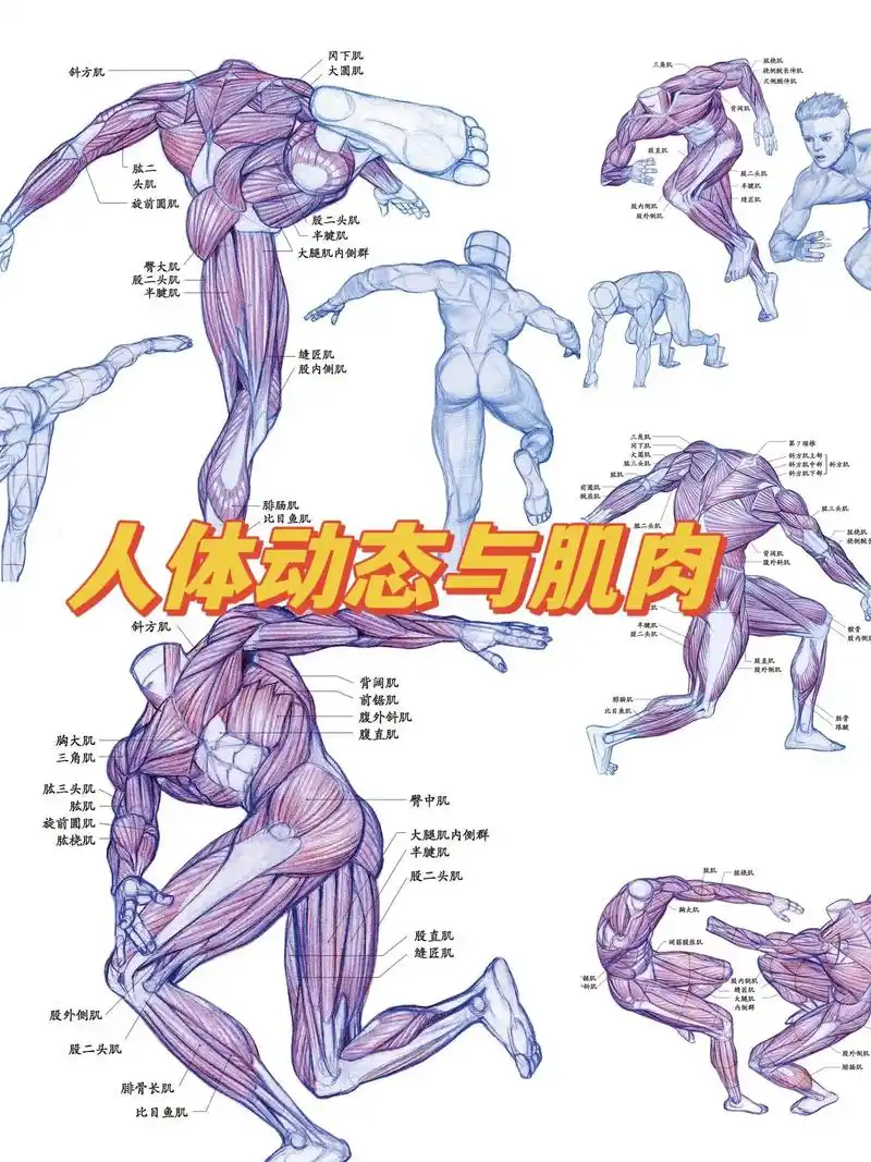 人体动态与肌肉运动.《艺用动态解剖》从人体动态看人体解剖学.