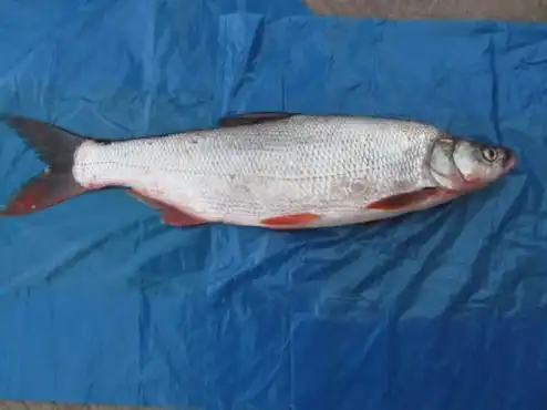 关于预防红尾鱼食物中毒的风险警示