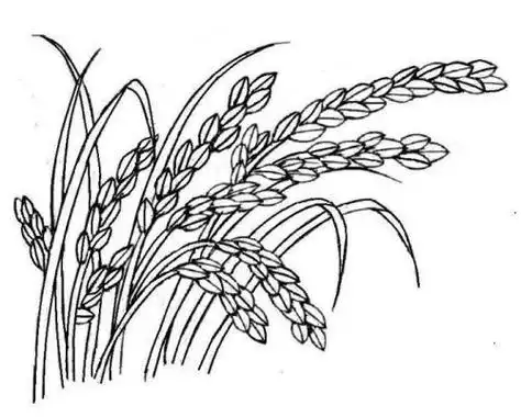 水稻丰收简笔画儿童画水稻简笔画步骤图 水稻怎么画第五步为它涂上