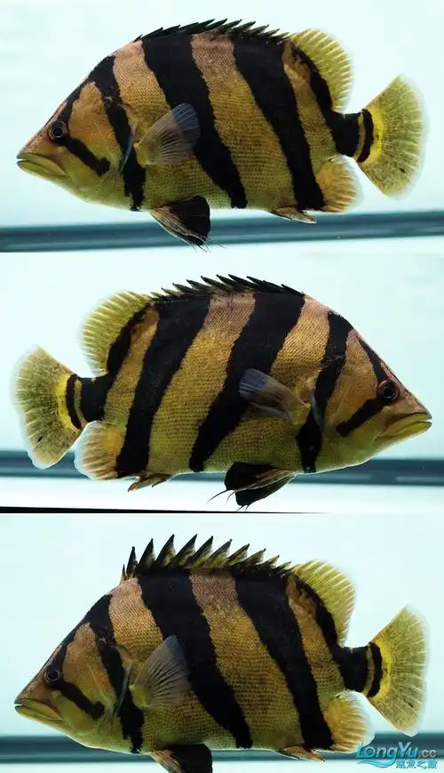 极品三纹包肚泰国虎!看到他,其他虎都是浮云!