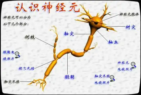 多极神经元简笔画