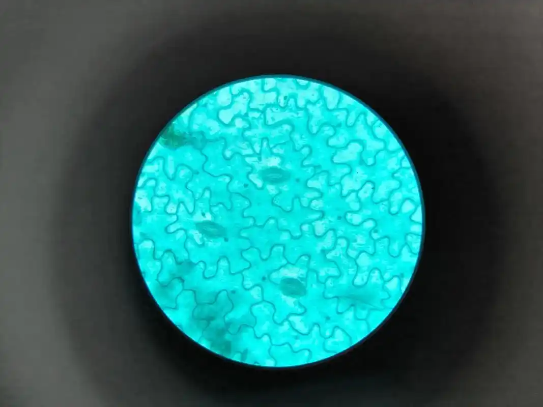 猜猜这是啥.蚕豆叶下表皮#教师日常 #显微镜 #显微镜下的世 - 抖音