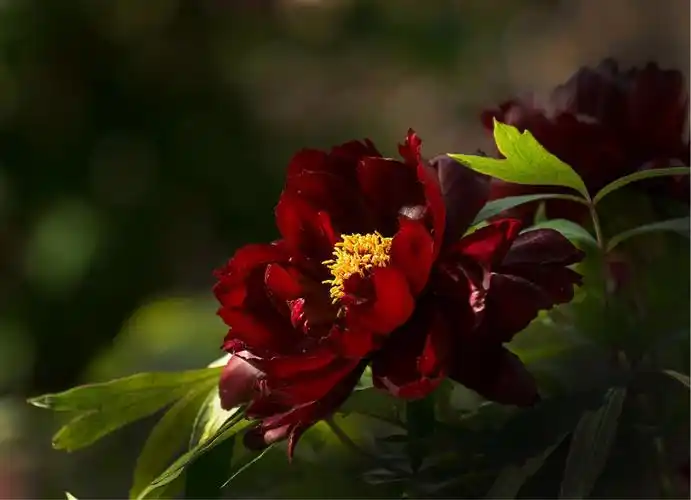 十分名贵的黑牡丹