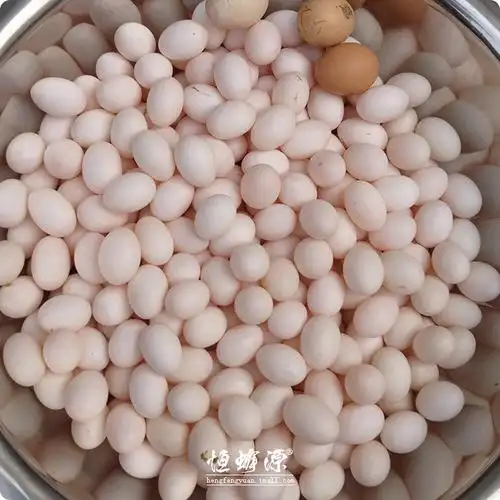 鸽子蛋与土鸡蛋大小对比