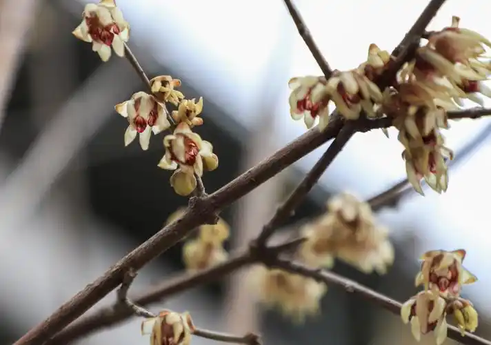 鹤峰野生腊梅迎春开