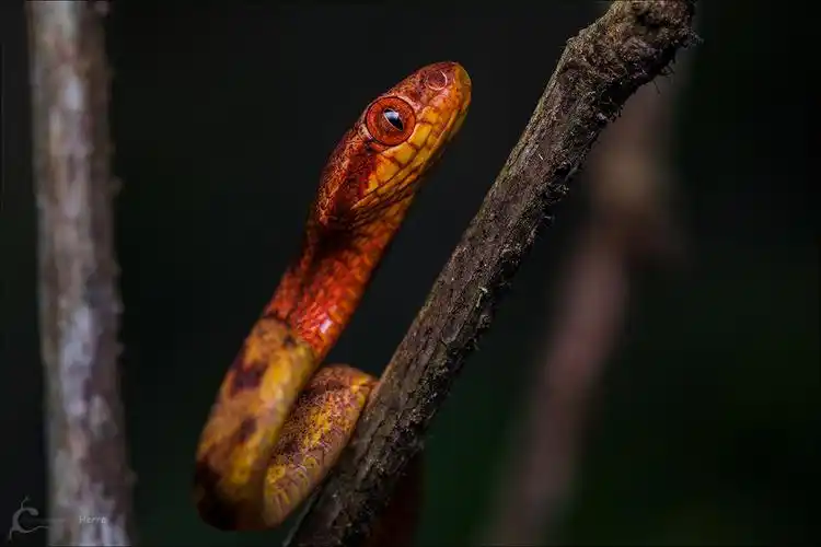 大眼睛的广西林蛇