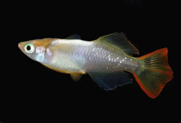 观背青鳉 品种介绍 【第十篇 晓】-宠物乐园