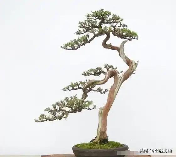 制作文人式盆景,按照这5步走,盆景造型精美