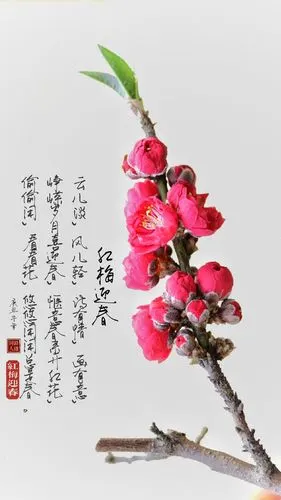 红梅迎春云儿淡风儿轻诗有情画有意峥嵘岁月喜迎春惬意春来开红花偷偷