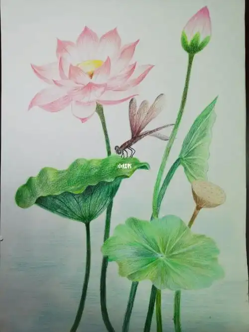 彩铅荷花