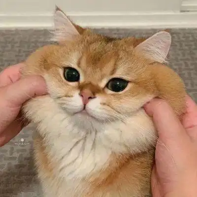 最近很火的猫咪头像2022图片大全 高质量呆萌可爱动物头像合集