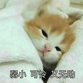 萌宠gif喵星人gif弱小gif猫gif可怜gif搞怪gif可爱gif