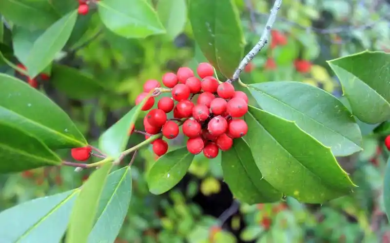 冬青树的花语是生命