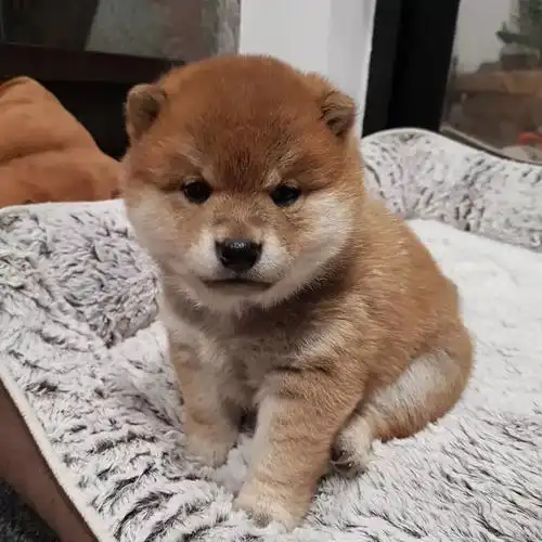 小奶柴有什么魔法,居然能赶跑我一天的坏心情,吸狗让我快乐!_柴犬生