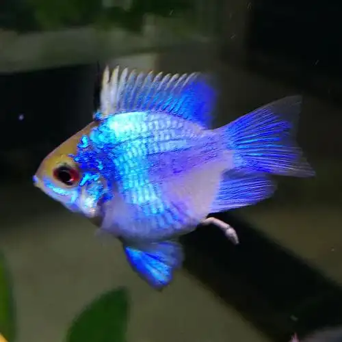 蓝波子公母鉴别