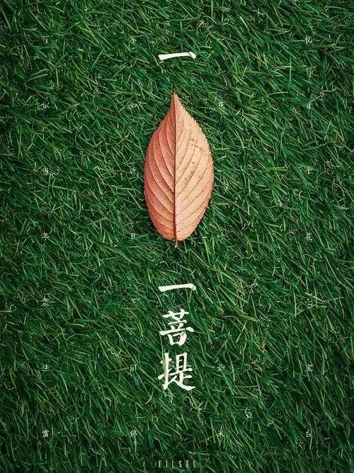 一叶一菩提 海报