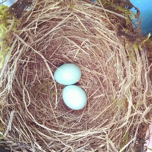 这是什么鸟蛋|? 它大概半个瓶盖大小.