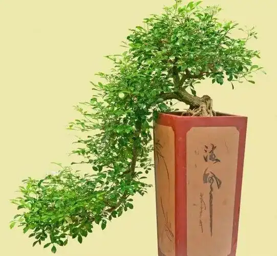 九里香盆景怎么养,需要注意什么?