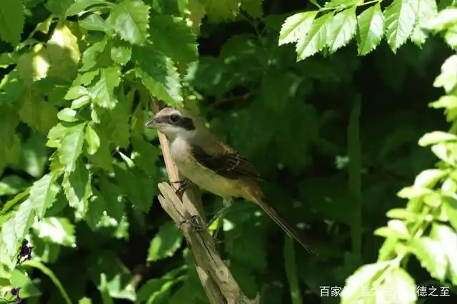 图为站立枝头的麻雀
