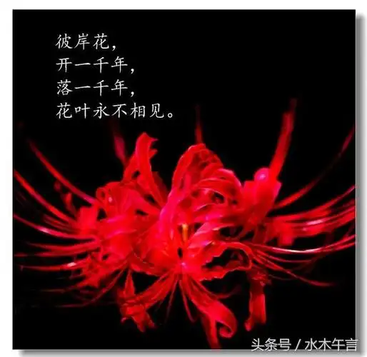 彼岸花的传说与花语,彼岸花的花语和传说(这些彼岸花传说,你最喜欢