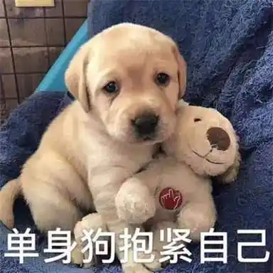 520单身狗文案表情包大全完整版-520单身狗微信朋友圈文案表情包高清