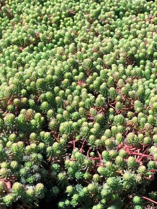 中华景天 10cm大苗仅售9.8元 - 蜗牛花园农场