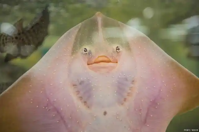 魟鱼几天换一次水,它可以和什么鱼混养?