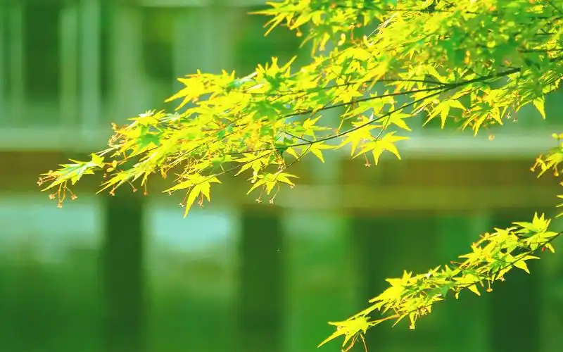 首页 桌面壁纸 风景壁纸 小清新绿色护眼图片高清电脑壁纸