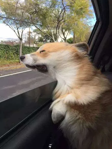 当柯基犬学开车的时候我已经先笑喷了