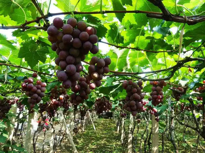 葡萄的种植技术