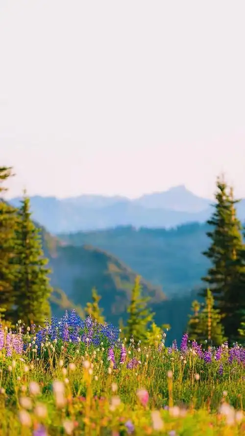 背景图烂漫春天清新风景护眼锁屏壁纸 1080x1920