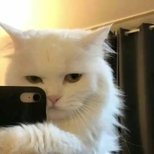 第10期喵头像丨我很酷不需要爱情