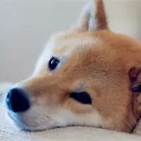 柴犬qq头像图片