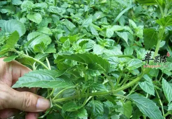 仙草的功效与作用及食用方法