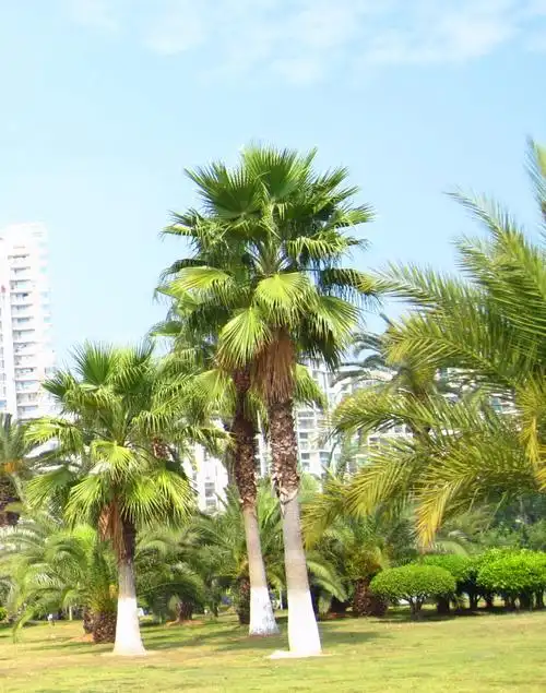 常用园林植物之华棕