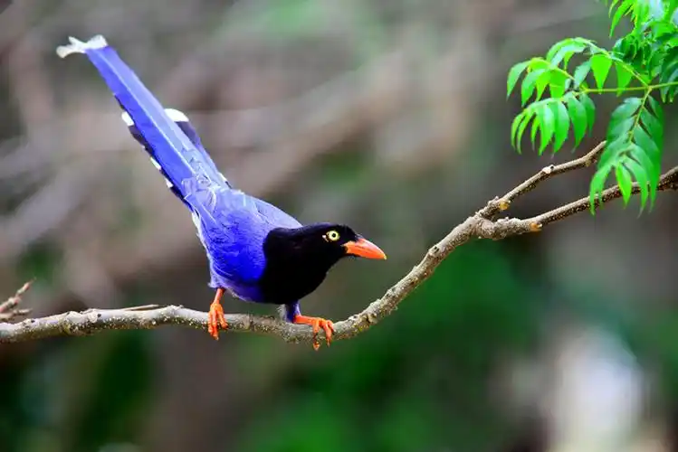 地球上最美丽的鸟(下) 170-193,台湾蓝鹊和朱鹂是台湾特有的两种鸟类
