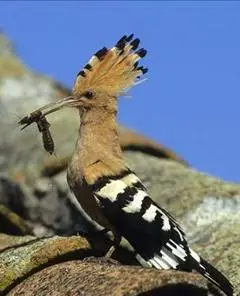 有没有人知道这是什么鸟啊!也是高冠的耶!野外看到的