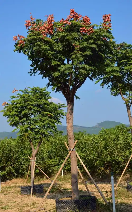 台湾栾树 _厦门山都生态环境建设有限公司