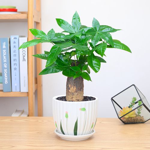 发财树单株绿植盆栽花卉盆景办公办公室室内桌面绿植