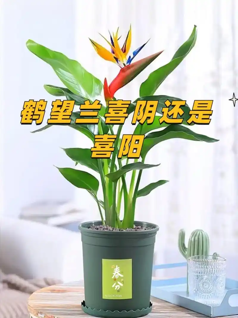 木植百科|天堂鸟 鹤望兰.#图文伙伴计划天堂鸟喜阴还是喜阳  - 抖音