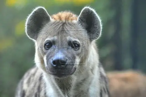 hyena.1. by hecklinghyena