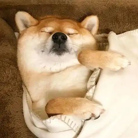 蠢萌可爱的宠物头像