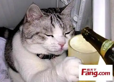 猫猫狗狗的丰富趣怪表情(多图)