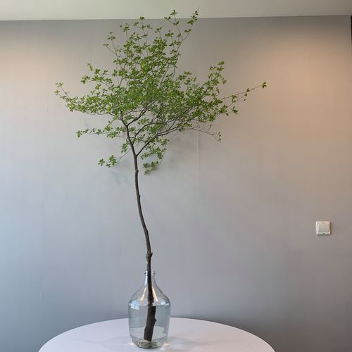 日本吊钟进口鲜切枝条马醉木插花水培落地植物绿植