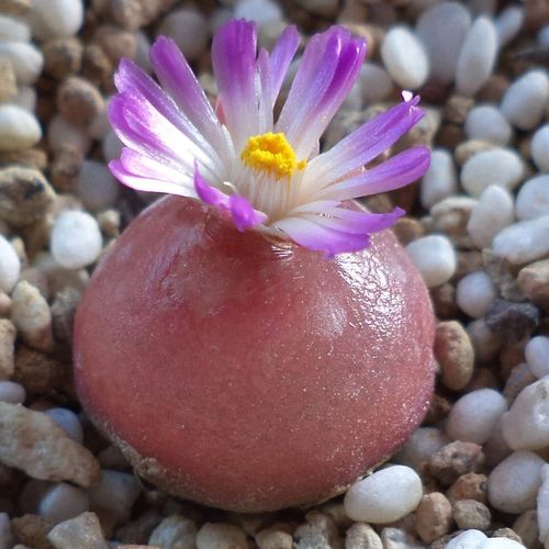 1番杏科稀有品种贵货容易播种种植多肉x