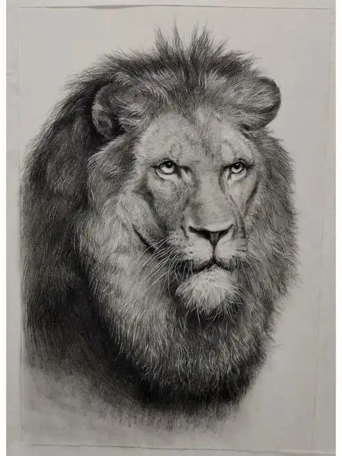 素描动物狮子