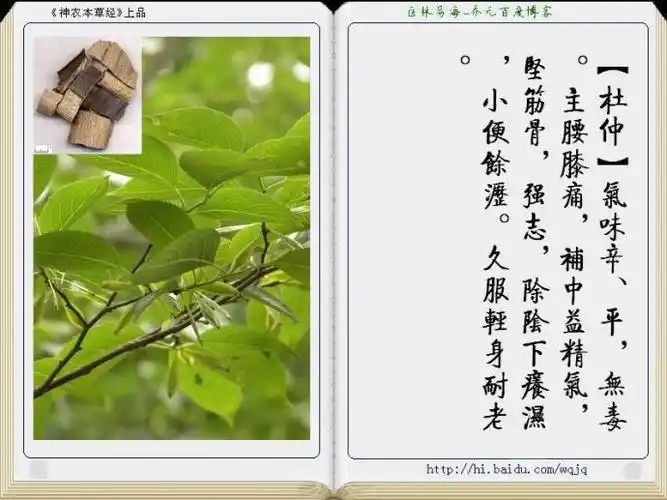 [转载]神农本草经(值得收藏)